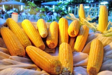 Anh kêu gọi EU duyệt ngô biến đổi gene bằng biểu quyết